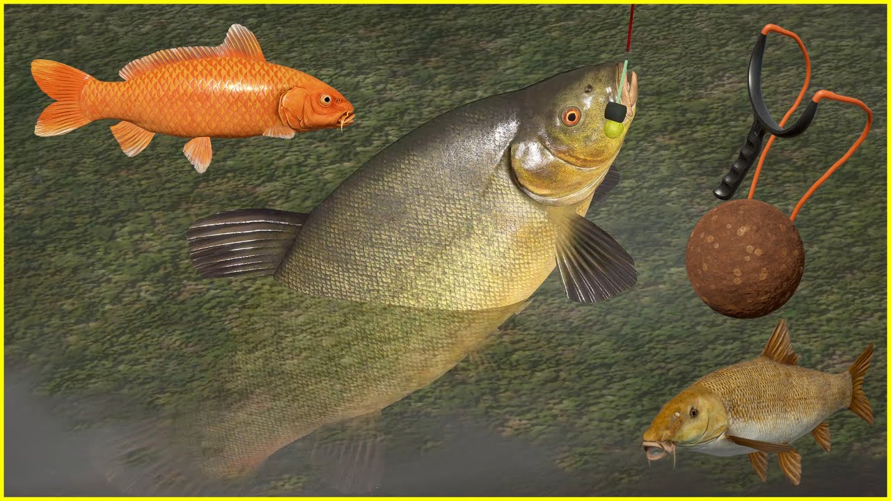 Kvolsdorfsky & Common barbel copper lake Russian Fishing 4 #mjplay