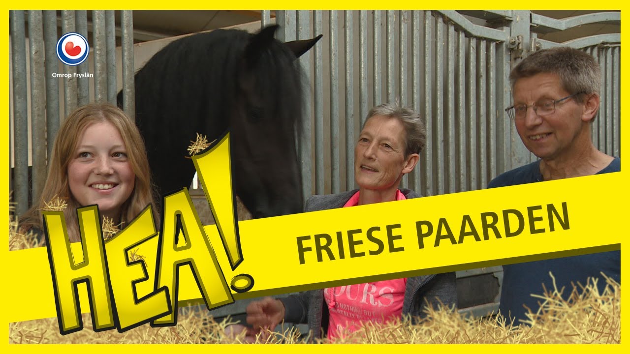 HEA! De Friese paarden van de familie Ludema
