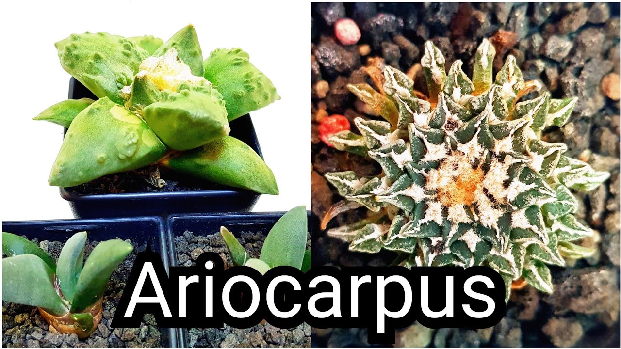 Ariocarpus Types