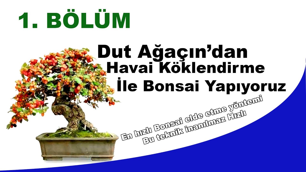 1. BÖLÜM Dut ağaçında Havai Köklendirme yaparak bonsai elde etme.