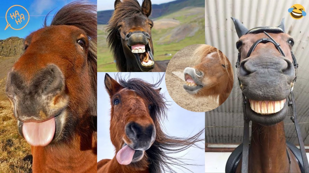 Funny Horses - Try not to Laugh 🤣🤣🤣