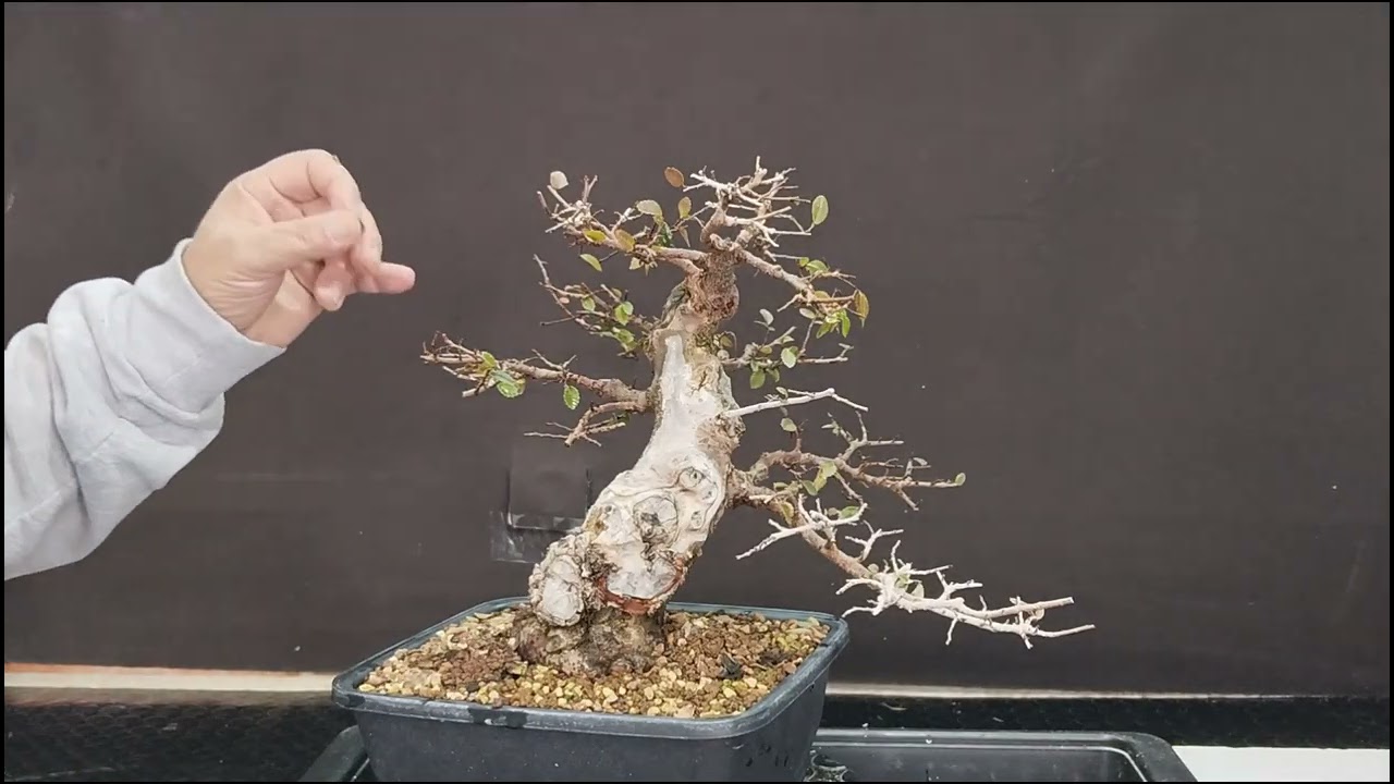 @ulmus parviflora . prebonsai . subscríbete🔔al canal de bonsai #manolo Felix #bonsaiaficionado