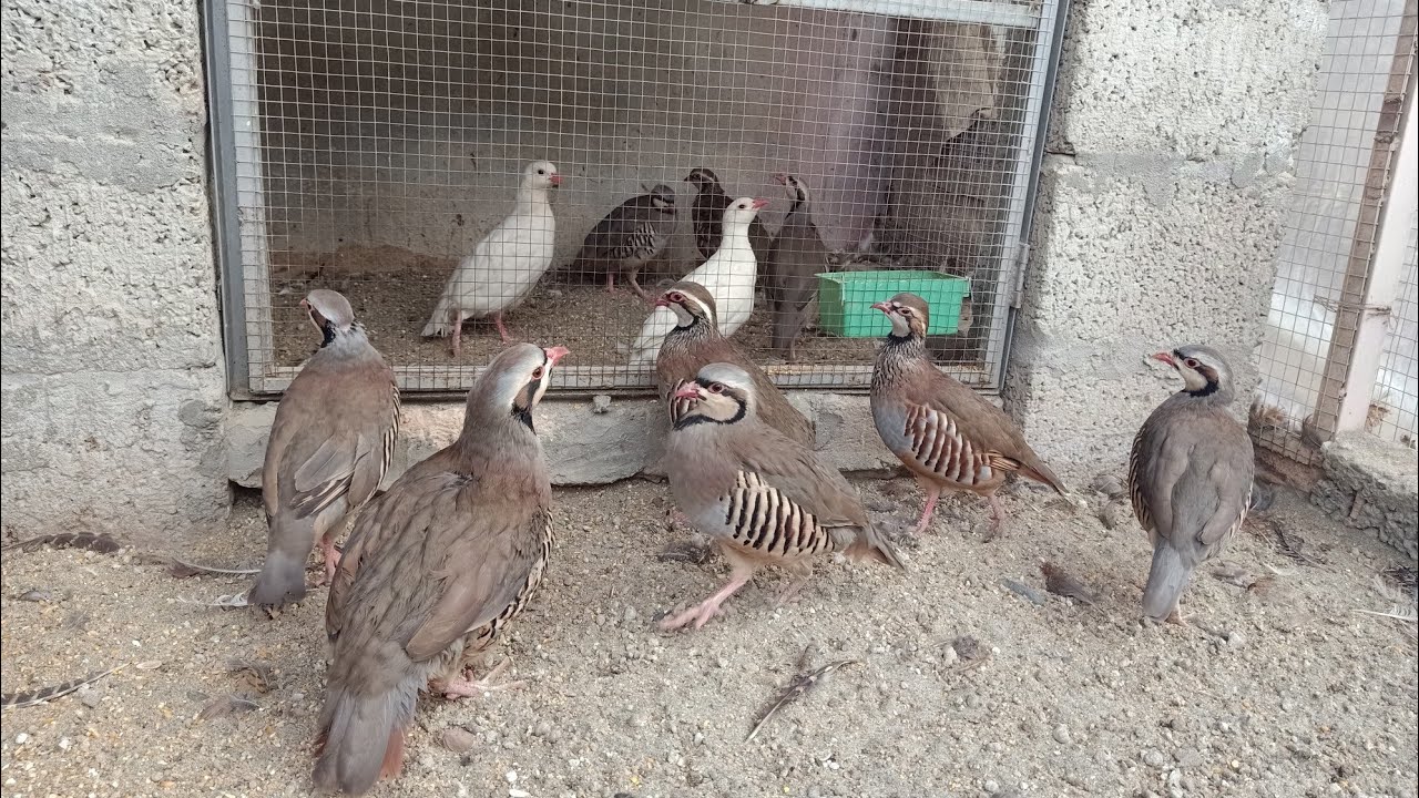 White Chakoor- Farmi Chakoor For sale | White Partridge For Sale best Quality  چکور کی بہترین کوالٹی