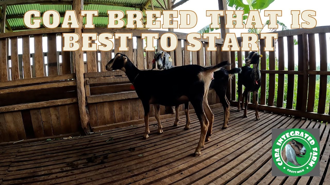 WHAT GOAT BREED THAT IS BEST TO START / ANONG LAHI NG KAMBING ANG MAGANDANG MAUMPISAHAN