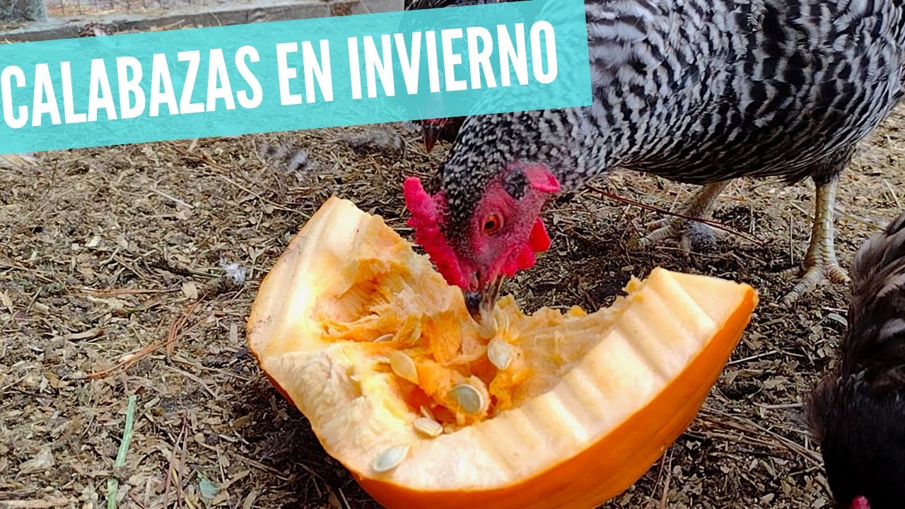 Calabazas para nuestras gallinas HUERTO VLOG