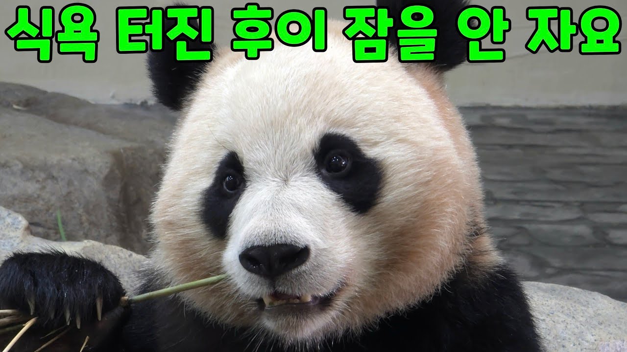 2026년 1월 17일 식욕 터진 후이 잠을 안 자요 에버랜드 판다월드 세컨하우스 