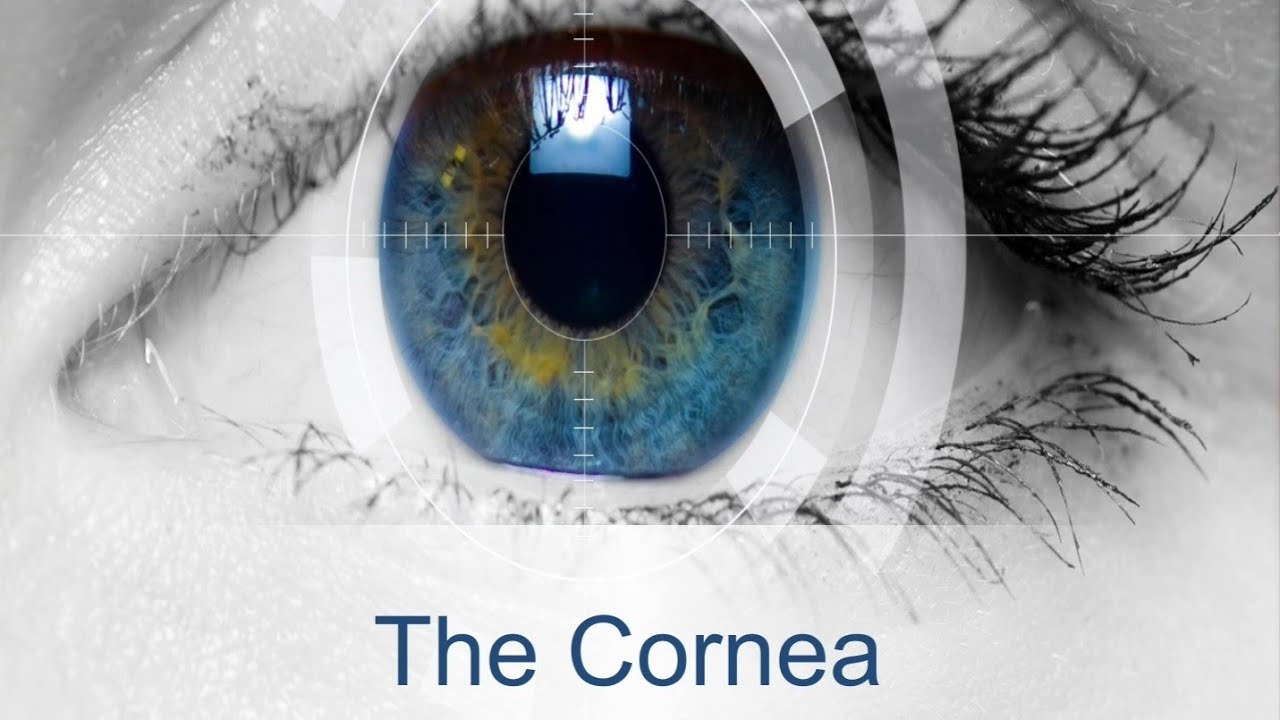 The Cornea 1 (Infectious Keratitis)