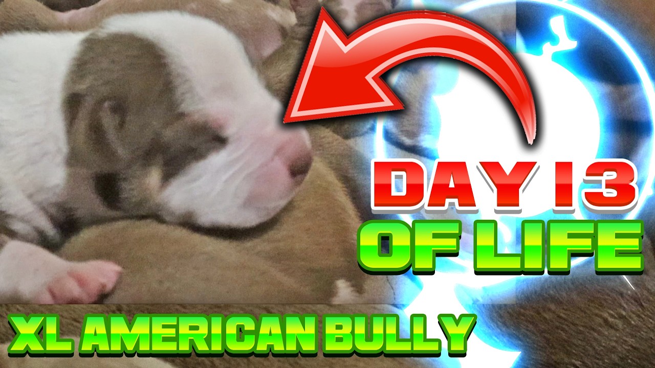 XL American Bully Kakarot 365 Day 13 | Almost 2 Weeks |
