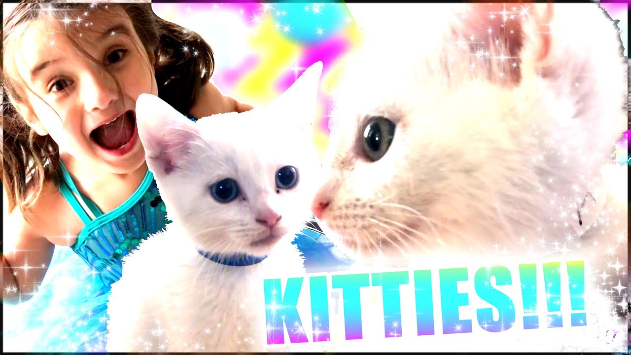 Whimsy Toy Review presents: 4 minutes of Kitties!
