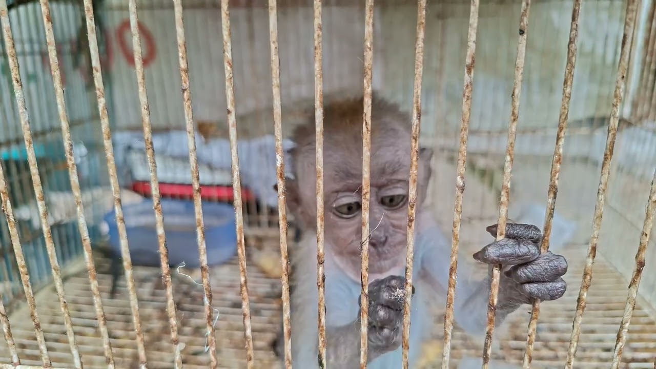 The story of a sick little monkey in the market, no one wanted to adopt him