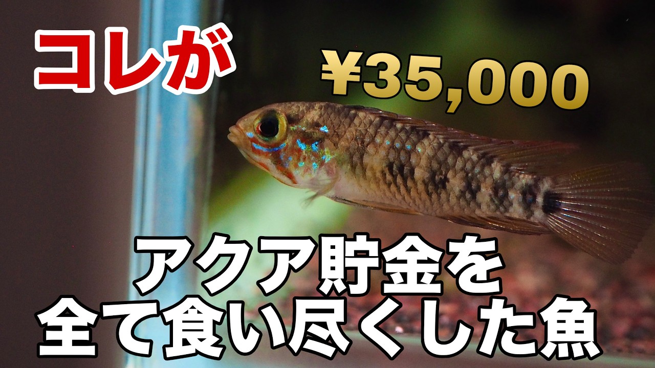 アピストグラマの希少種を購入しました。専用水槽も新規立ち上げて完璧なはずだった... #アクアリウム #熱帯魚