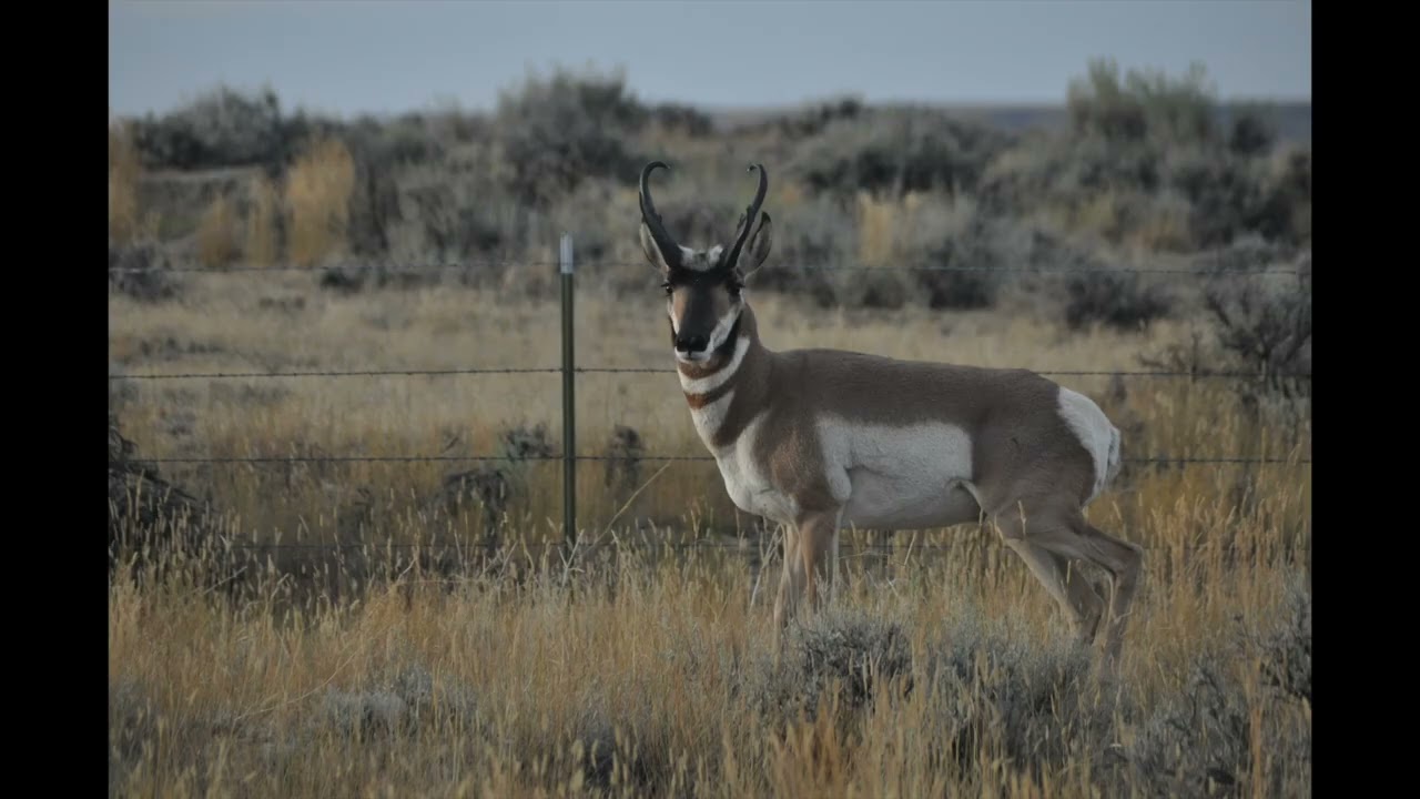 Pronghorn River