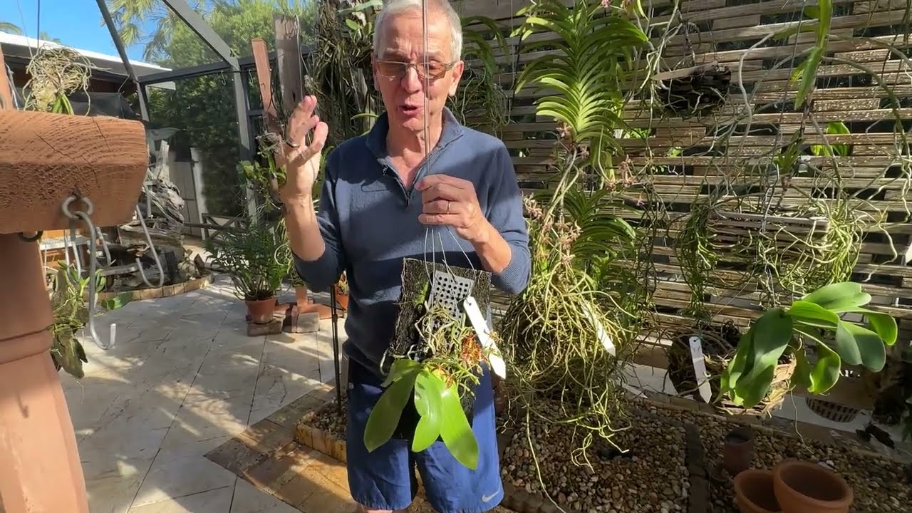 Phalaenopsis mannii culture