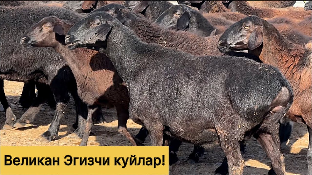 Великан хиссори эгизчи куйлар! 990489595☎️