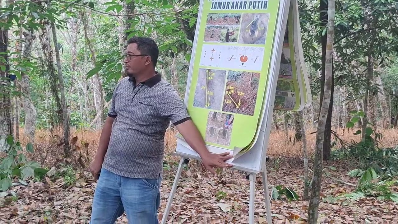 Cara Perawatan Perawatan Jamur Akar Putih.