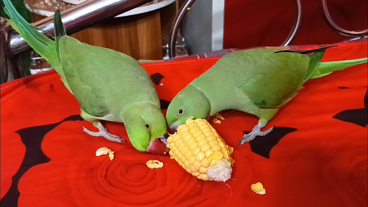 Papa Ka Pyara Mitthu | Sweet Talking Parrot | Emotional & Cute Bird Video ❤️