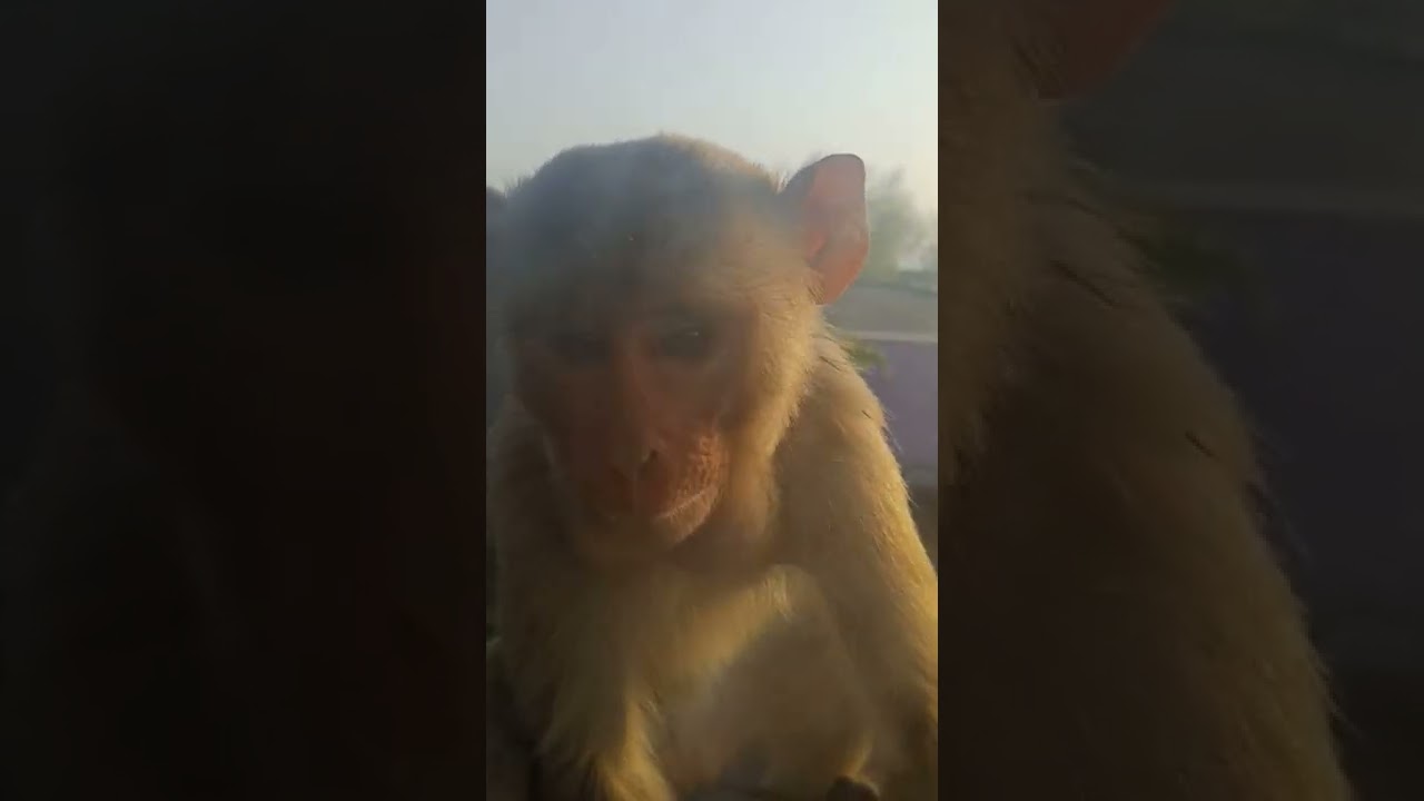 #instagram #shorts #love #india #live #youtubeshorts #trending #monkey