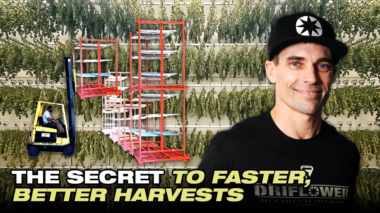 How Propods Are Revolutionizing Cannabis Harvesting & Drying