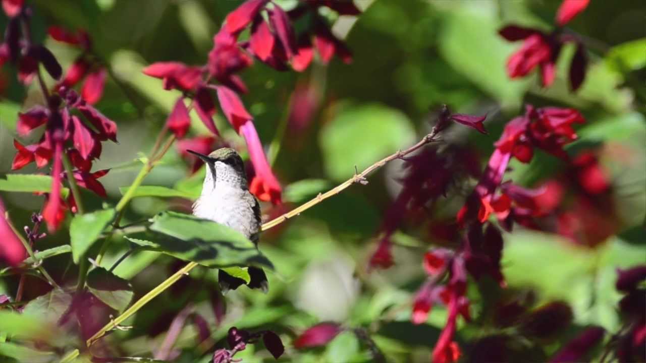 Plant Talk with Kristin &mdash; Plants That Attract Hummingbirds