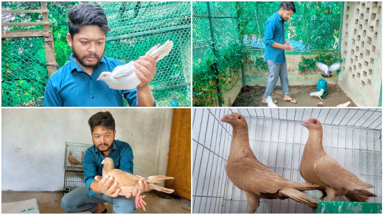 কবুতর বিক্রি করতে গিয়ে পালিয়ে গেছে 🫤
