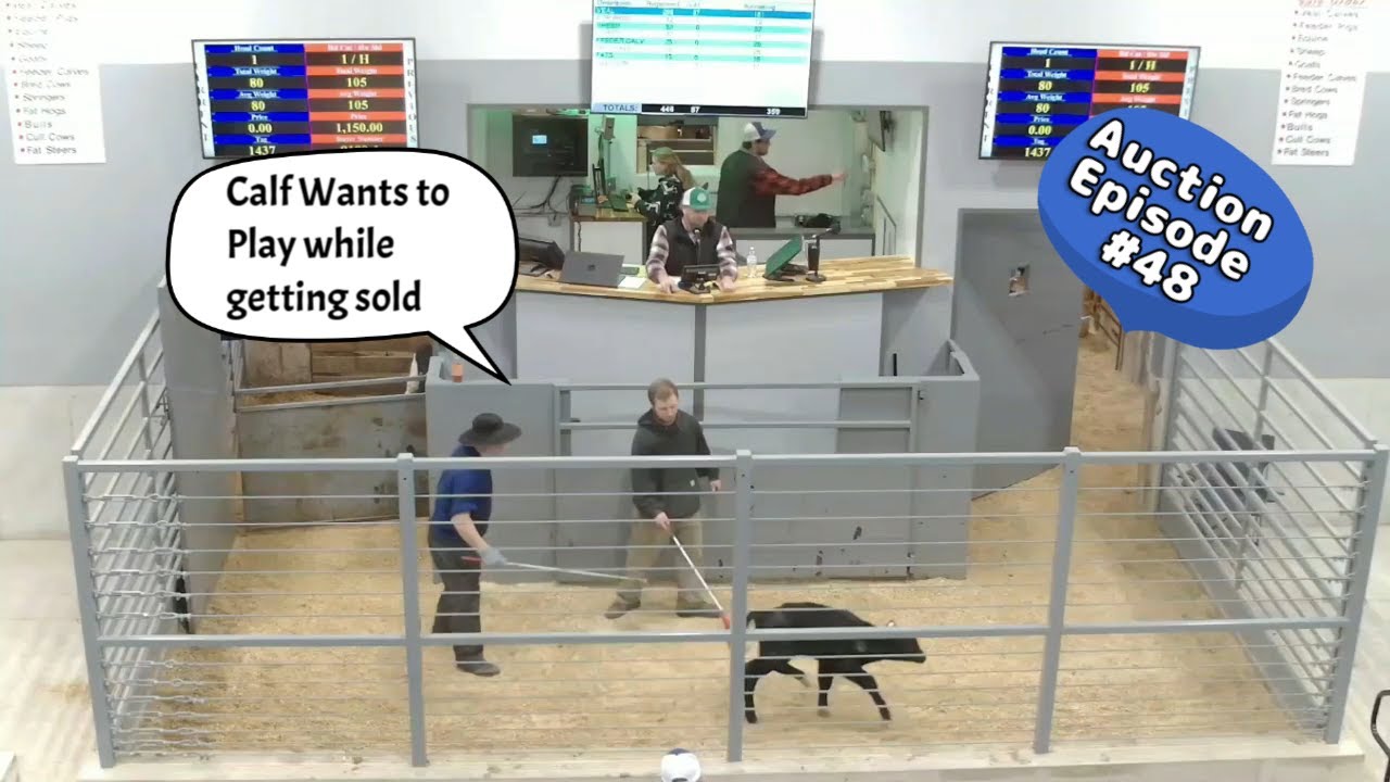 50 Calves Auction Part 4 on 01/13/2026