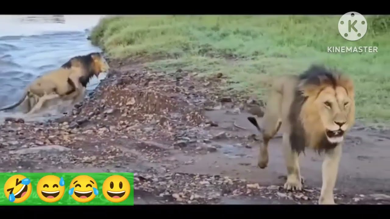 Animals funny video 😂🤣।। Comedy cover।। By Roshan Swami vlogs 