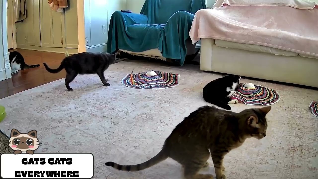 When the Human Gives the Toys Back 🪀
