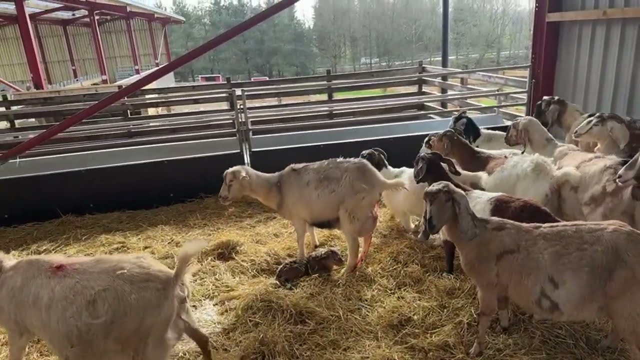 Прямая трансляция из овчарни!