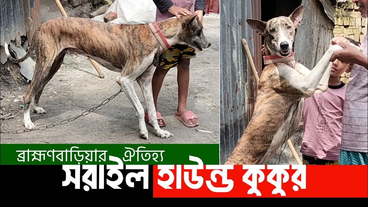 সরাইলের কুকুর | বাংলাদেশের সবচেয়ে উন্নত জাতের কুকুর সরাইল হাউন্ড| Sarail Hound | Brahmanbaria  