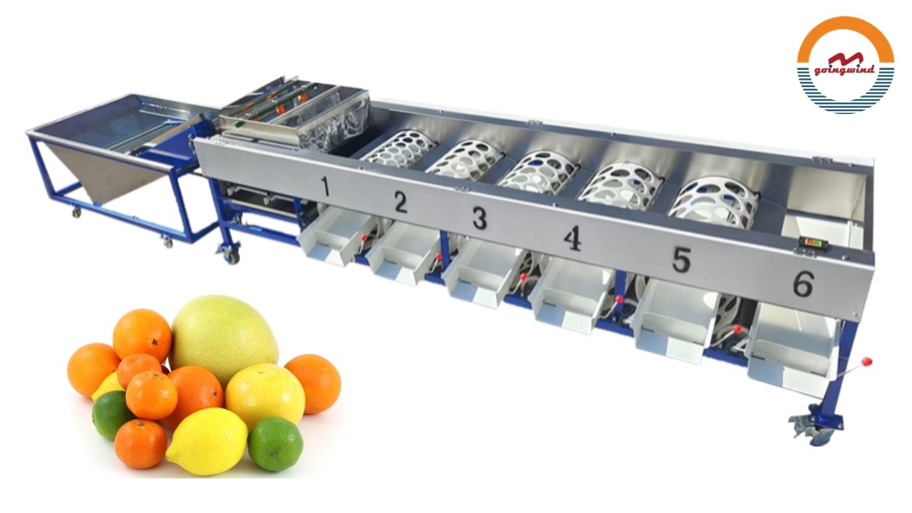 Automatic Fruits Washing and Size Grading Machine Industrial Citrus Fruit Cleaning, Sorting Line