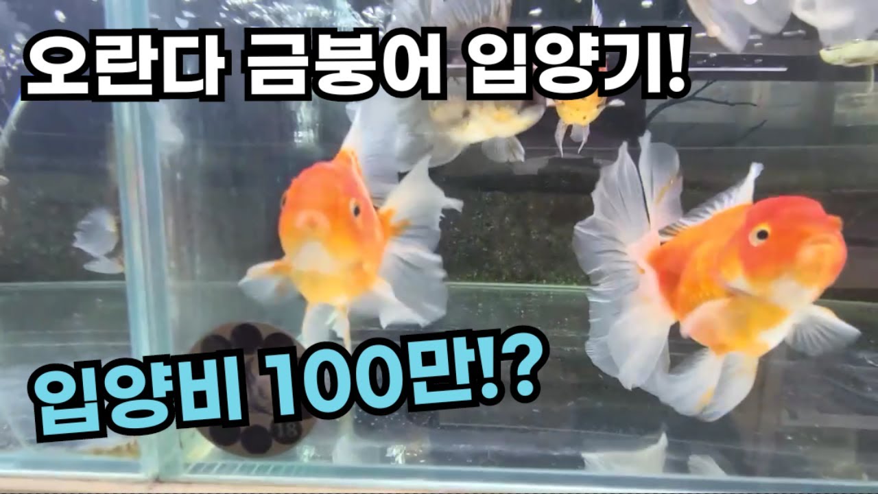 오란다 금붕어 입양기(입양비만 100만↑)