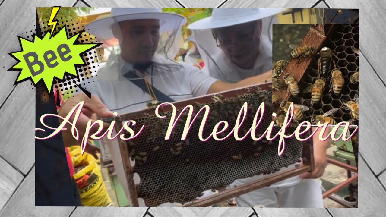 Tamang paraan ng pagaalaga ng Apis Mellifera