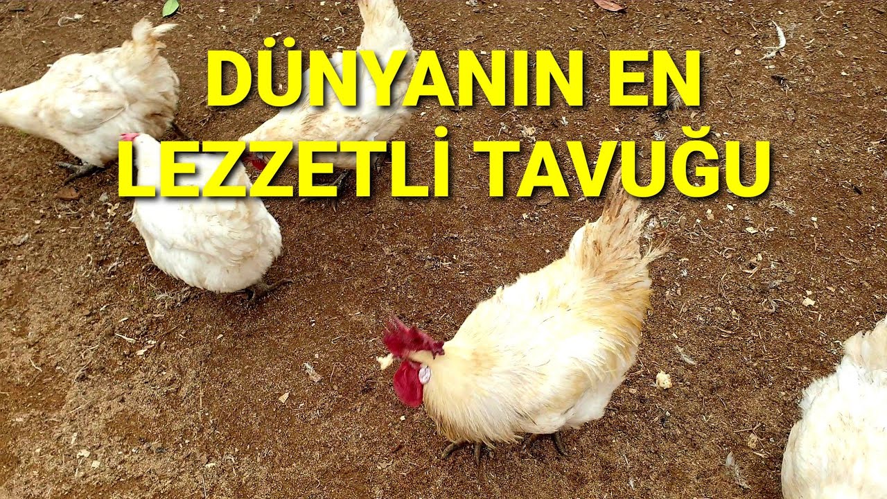 O BİR DÜNYA KLASİĞİ. BAHÇEDE SÜRÜMÜZÜ GÖRÜNTÜLEDİK. TAVUKLARDA GENEL DURUM. #bresse #tavuk #kümes