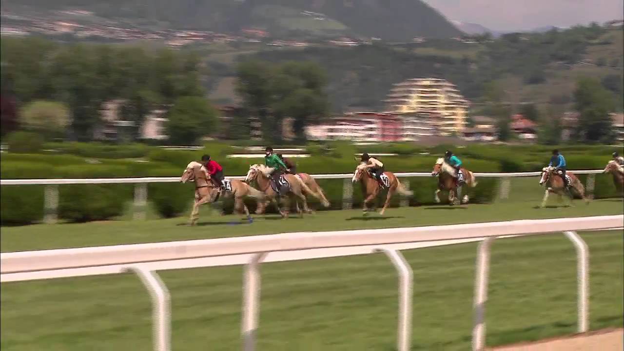 Haflinger Galopprennen in Meran