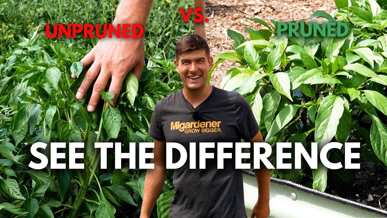 I Pruned Our Peppers and THIS Happened 