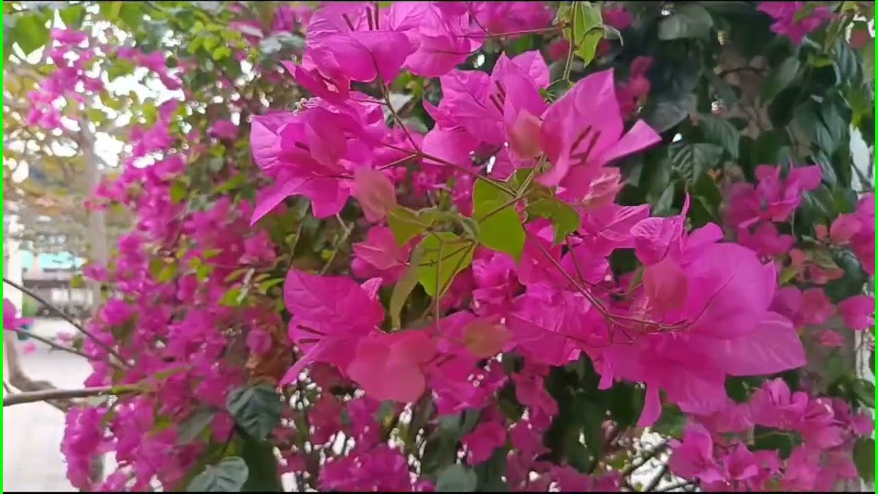 Hồng Việt Quê Tôi