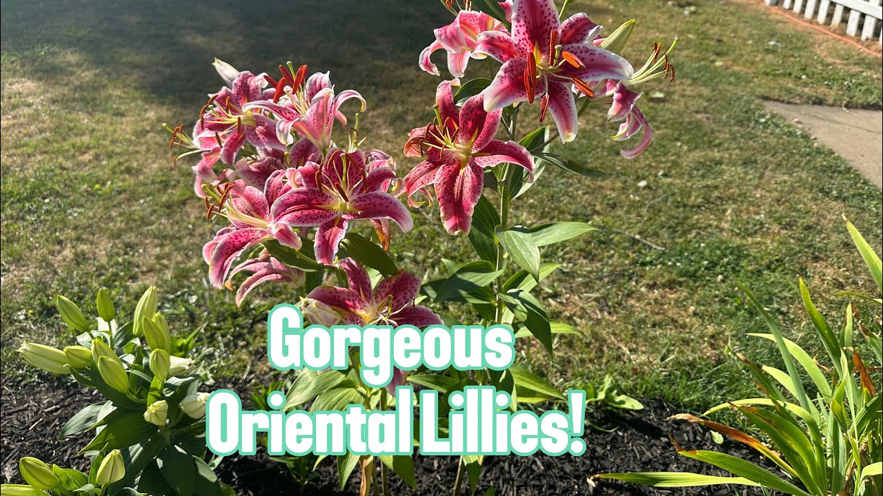 Oriental Lilies: Care, Differences, & Tour!