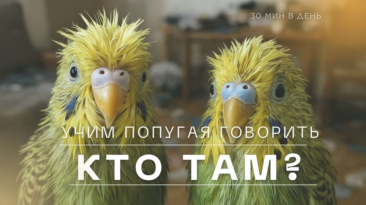 Учим попугая говорить | Кто там 🦜