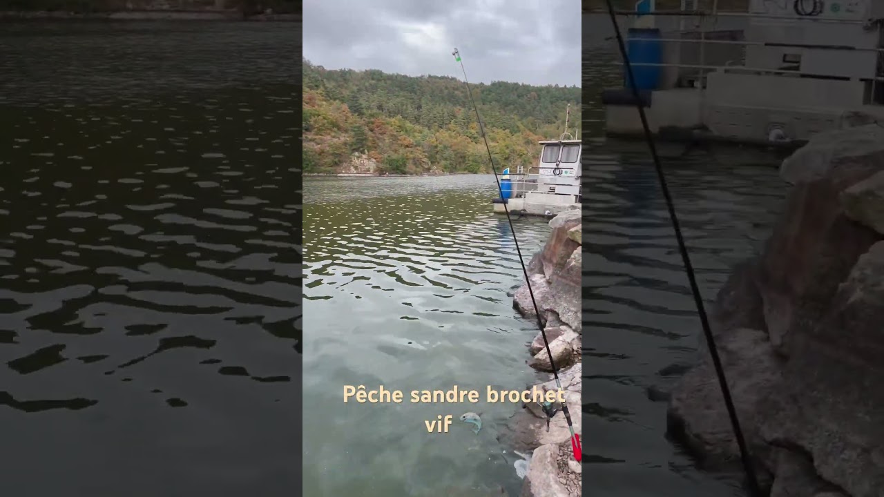 P&ecirc;che sandre brochet au vif 🦈