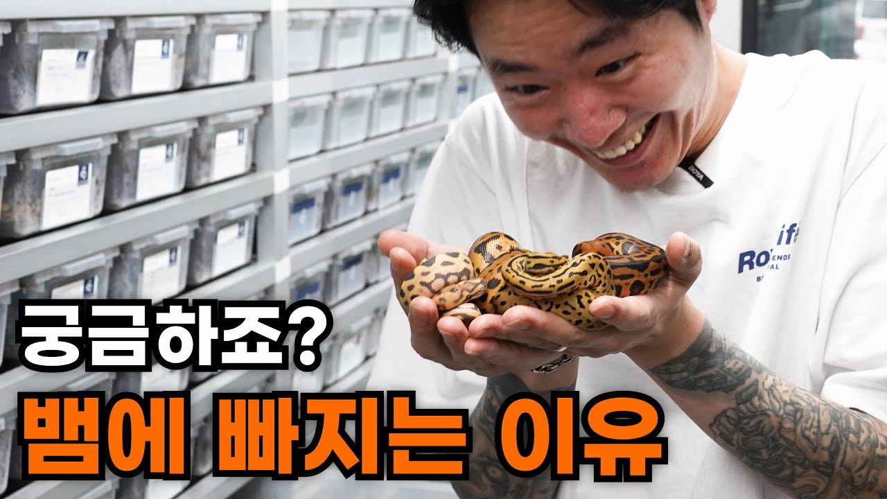 2024 새로운 데저트고스트, 클라운 콤보 볼파이톤! New Confusion combos!