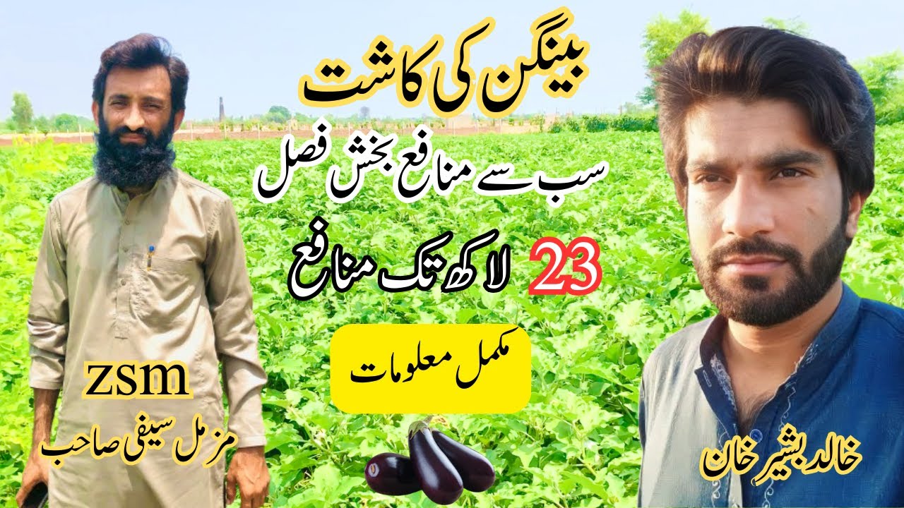 Baingan ki kasht | Baingan ki fasal kesy kasht krain | crop rotation