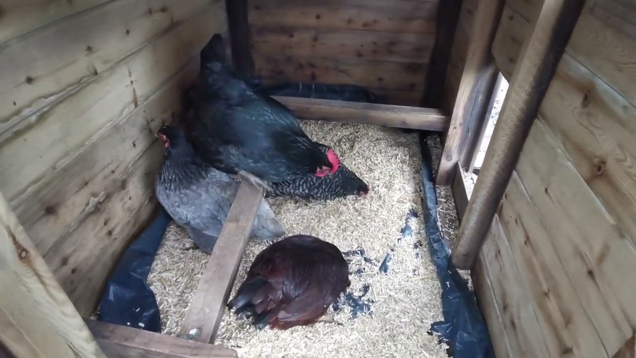 first time keeping bantam chickens.