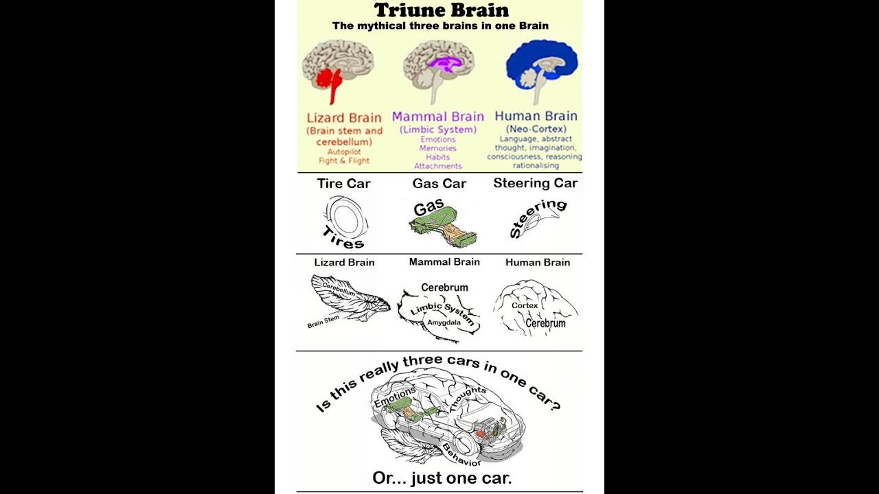 Car & brain analogy: the lizard brain myth #mentalhealth #cars #therapy #psychology #mindfulness