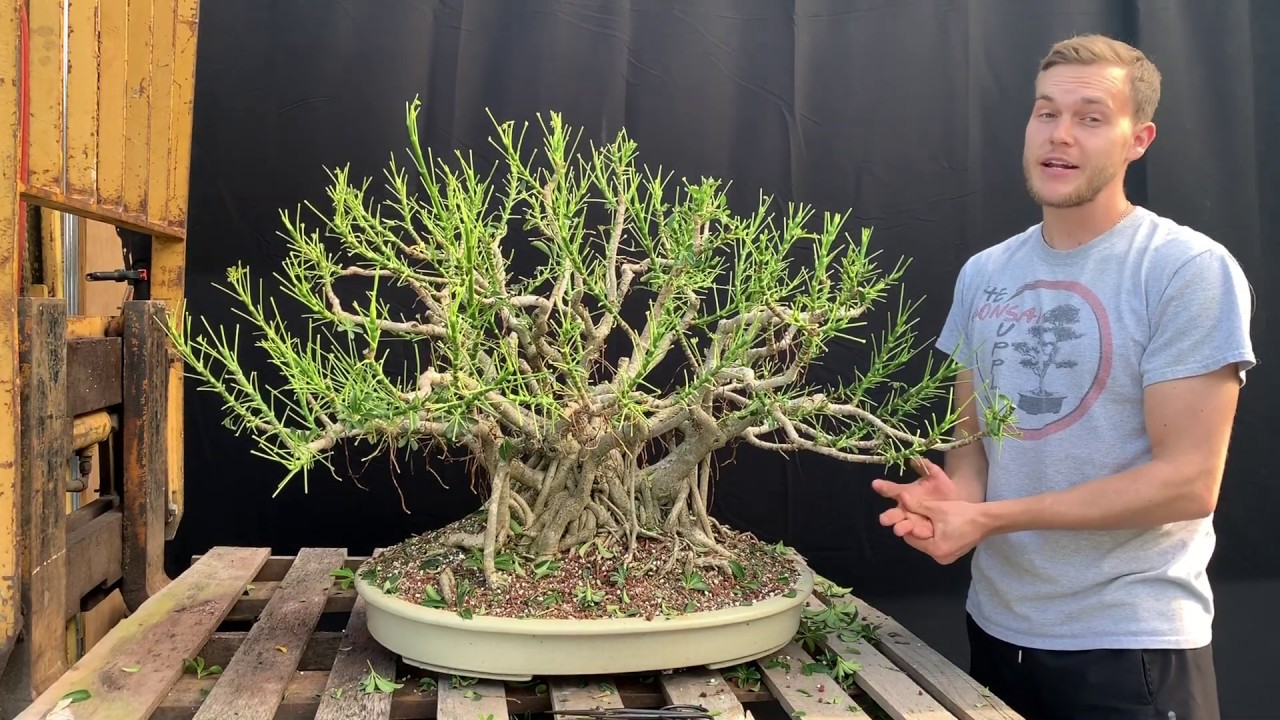 Преображение карликовой шеффлеры в бонсай в The Bonsai Supply