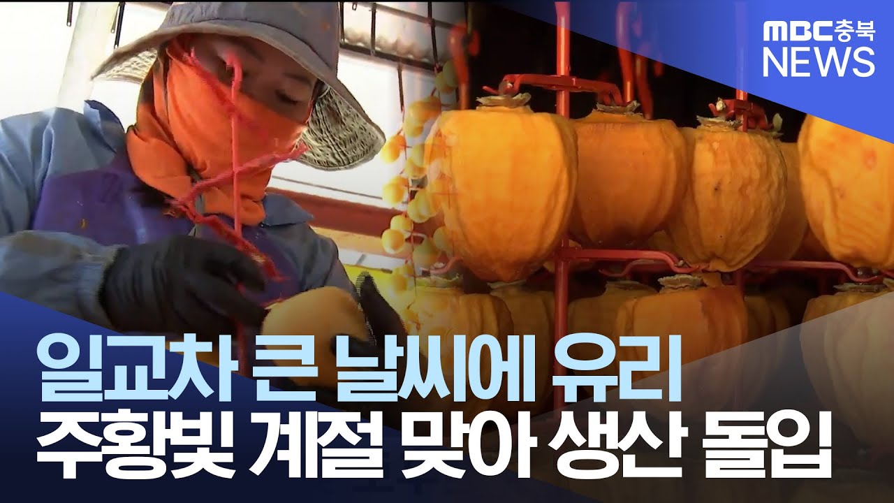 주황빛 물드는 계절.. 곶감 만들기 한창