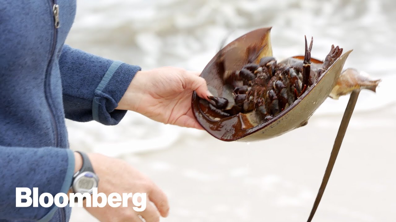 This Crab's Blood May Have Saved Your Life