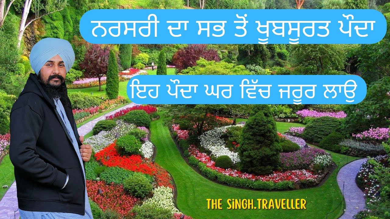 ਨਰਸਰੀ ਦਾ ਸਭ ਤੋਂ ਖੂਬਸੂਰਤ ਪੌਦਾ,ਇਹ ਪੌਦਾ ਘਰ ਵਿੱਚ ਜਰੂਰ ਲਾਉ #viral#trending #youtube#Malerkotla