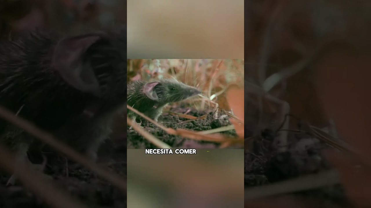 How could such a tiny creature be so greedy?#animals #Friendship #Us