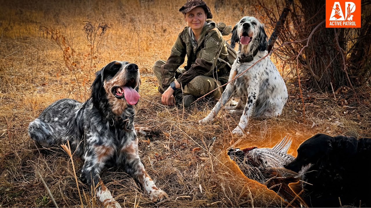 Охота на фазана с тремя английскими сеттерами &ndash; 10 на крыле и 2 трофея, Казахстан 2025