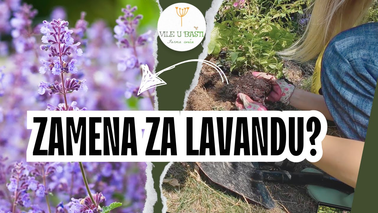 Macina trava - zamena za LAVANDU💜 // Nepeta - Substitute for Lavender